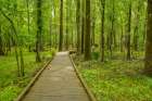 USA-Louisiana-Tensas National Wildlife Refuge Forest boardwalk trail Art Print